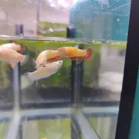 فایتر پلاکت|ماهی|تهران, تهرانسر شمالی|دیوار