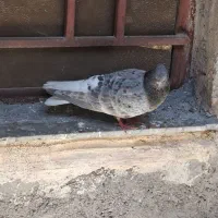 دمسفید کوهی شکلاتی