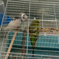 جفت مرغ عشق