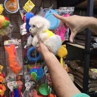 شیتزو کراس های فنجونی|سگ|اصفهان, قائمیه|دیوار