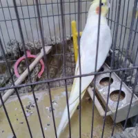 عروس هلندی|پرنده|قرچک, قشلاق جیتو|دیوار