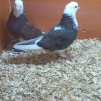 کبوتر|پرنده|رشت, منظریه|دیوار