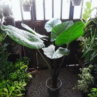 بابا آدم غول پیکر|گل و گیاه طبیعی|شیراز, شیخ روزبهان|دیوار