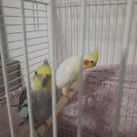 عروس هلندی