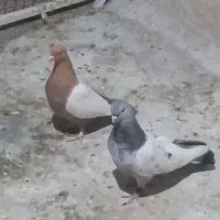 سینه سبز وسینه زرد|پرنده|شیراز, کوشک میدان|دیوار