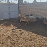 میش چینی|حیوانات مزرعه|ورزنه, |دیوار