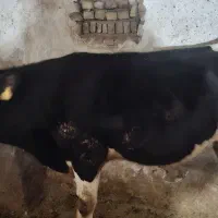 فروش گوساله|حیوانات مزرعه|سیلاخور, |دیوار