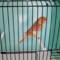 قناری ماده|پرنده|رودهن, |دیوار