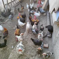 چندتا جوجه ۶ماهه رسمی ولاری به فروش میرسه