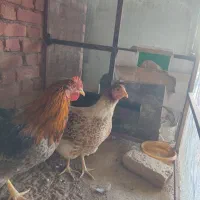 مرغ ویاندوت