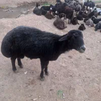 قوچ قره قزل