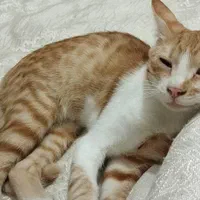 بچه گربه محدوده کشاورز شمالی‌ گمشده