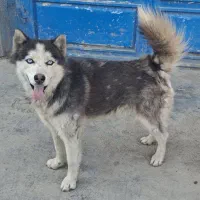 سگ هاسکی چش آبی نر 1ساله