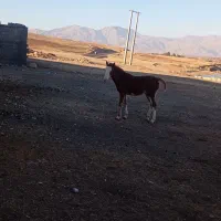 کره مادیان 7ماهه|اسب و تجهیزات اسبسواری|الشتر, |دیوار