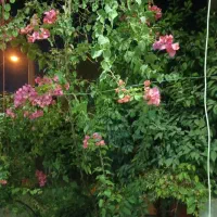خانه-اجاره-ای-سانیج