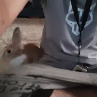 خرگوش نر باهوش و خونگی|موش و خرگوش|ری, دولت‌آباد|دیوار