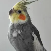 عروس هلندی با همه وسایل