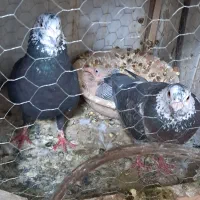 کفتر جفتگاه قفس جفتگاه|پرنده|مشهد, هدایت|دیوار