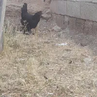 مرغ جوان