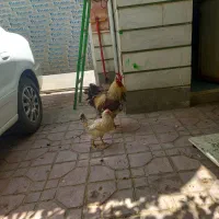 خروس درشت وهیکلی سنگین وزن