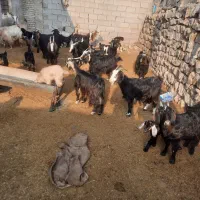 فروش بز و بی|حیوانات مزرعه|پلدختر, |دیوار