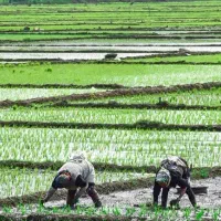 برنج طارم محلی درجه 1فریدونکنار