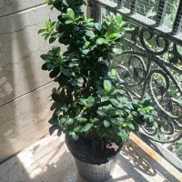 بنسای جنسینگ تنه دار