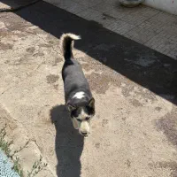 واگذاری سگ رایگان|سگ|تبریز, |دیوار