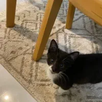 واگذاری بچه گربه سه ماهه ماده