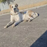 واگذاری سگ|سگ|سجاس رود, |دیوار