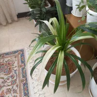 کفش  نیه گل|کیف، کفش، کمربند|سنندج, |دیوار