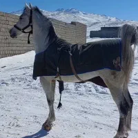 اسب کردو عرب|اسب و تجهیزات اسب‌سواری|مشگین شهر, |دیوار