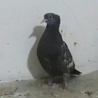 کفتر جوجه نر