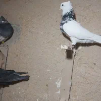 کبوتر|پرنده|کردیان, |دیوار
