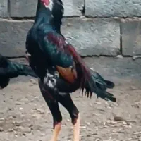 شامو واگذاری|حیوانات|تبریز, |دیوار