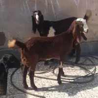 ۳عدد بز ماده