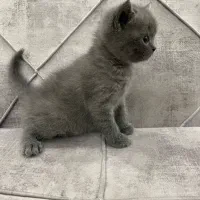 اسکاتیش آنفولد|گربه|اسلامشهر, شهرک واوان|دیوار