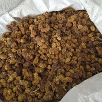 کشمش آفتابی، ضایعات خرمای شیرازی، ضایعات توت خشک|خوردنی و آشامیدنی|بناب, |دیوار