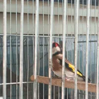 سهره دوساله|پرنده|اصفهان, تخت فولاد|دیوار