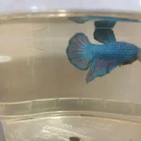 فایتر|ماهی|کهریزک, |دیوار