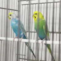 مرغ عشق|پرنده|اهواز, کیان اباد|دیوار