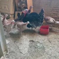 بوقلمون|حیوانات مزرعه|پیشوا, |دیوار