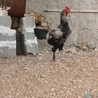 خروس و مرغ لاری