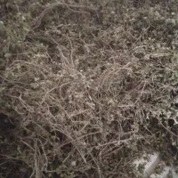کهلیه اتو