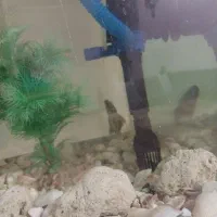 آکواریوم با پایه