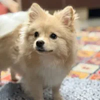 پامر روباهی ۶ ماه نز عقیم نشده