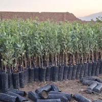 نهالستان پسته ادوی