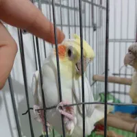 عروس هلندی