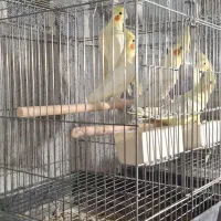 عروس هلندی لوتینو مولد|پرنده|باغستان, |دیوار