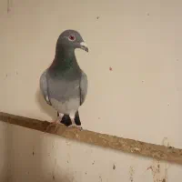 کبوتر|پرنده|رامیان, |دیوار